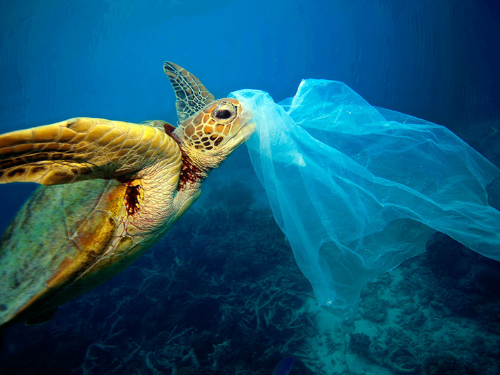 Turtle eating plastic bag 1