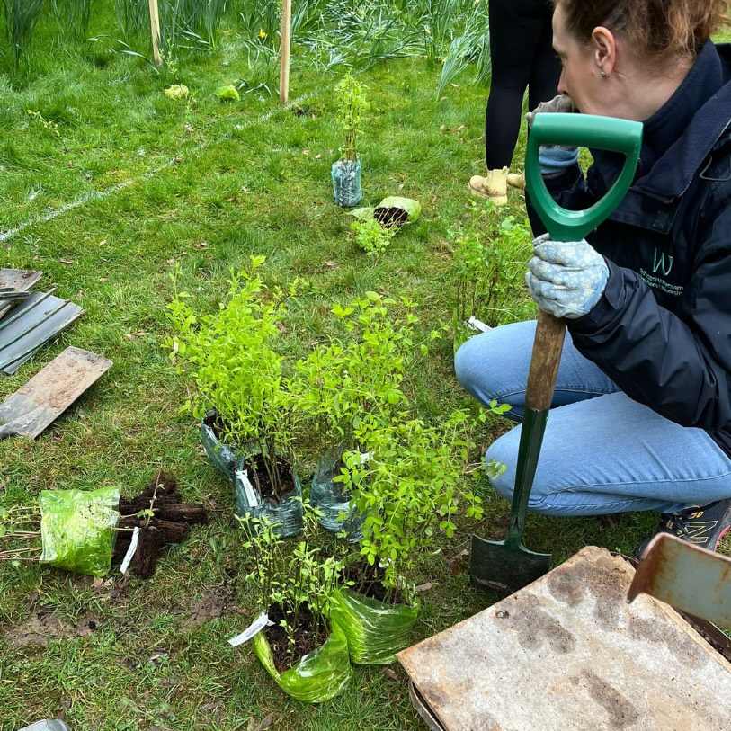 Person planting different plants outdoors holding a spade